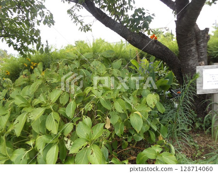 Pruned hydrangea Pruned hydrangea 128714060