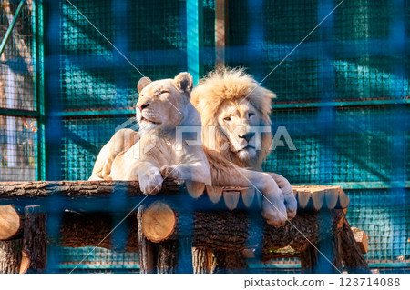 Pair of white lions in zoo 128714088