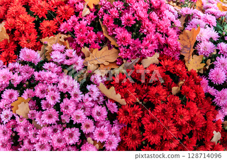 Background of the beautiful colorful chrysanthemum flowers Background of the beautiful colorful chrysanthemum flowers 128714096