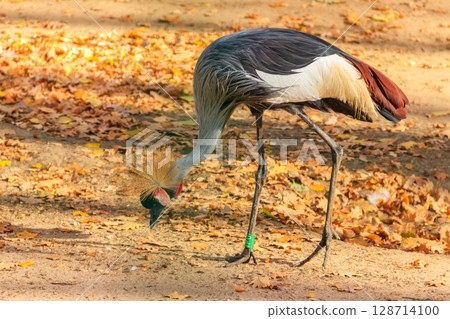 Grey crowned crane (Balearica Regulorum) at autumn 128714100