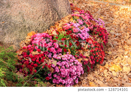 Colorful chrysanthemums on flower bed in the garden on autumn 128714101