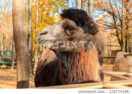 Large brown humped camel on a paddock farm 128714106