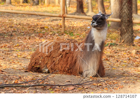 The guanaco (Lama guanicoe) lies in autumn fallen leaves 128714107