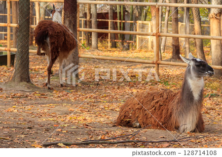 The guanaco (Lama guanicoe) lies in autumn fallen leaves 128714108