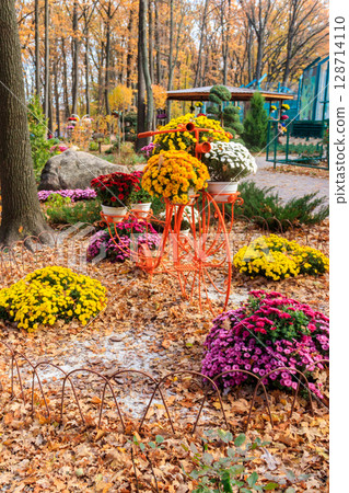 Decorative vintage bicycle shape stand with chrysanthemums in autumn park Decorative vintage bicycle shape stand with chrysanthemums in autumn park 128714110