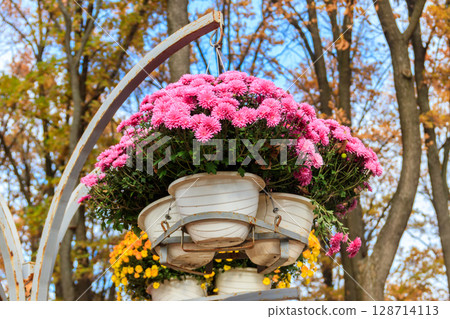 Colorful chrysanthemums flowers in pots in a park Colorful chrysanthemums flowers in pots in a park 128714113