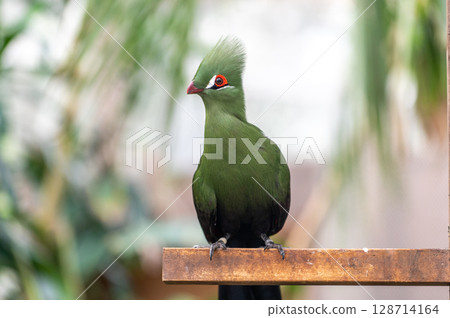 Bright green turaco | A tropical bird with a striking beautiful crest Bright green turaco | A tropical bird with a striking beautiful crest 128714164