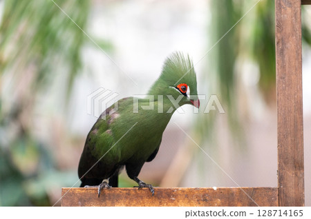 Bright green turaco | A tropical bird with a striking beautiful crest Bright green turaco | A tropical bird with a striking beautiful crest 128714165