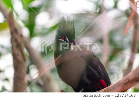 Bright green turaco | A tropical bird with a striking beautiful crest Bright green turaco | A tropical bird with a striking beautiful crest 128714168