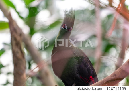 Bright green turaco | A tropical bird with a striking beautiful crest Bright green turaco | A tropical bird with a striking beautiful crest 128714169