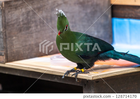 Bright green turaco | A tropical bird with a striking beautiful crest 128714170