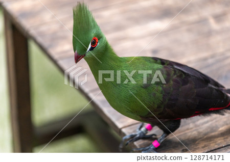 Bright green turaco | A tropical bird with a striking beautiful crest 128714171