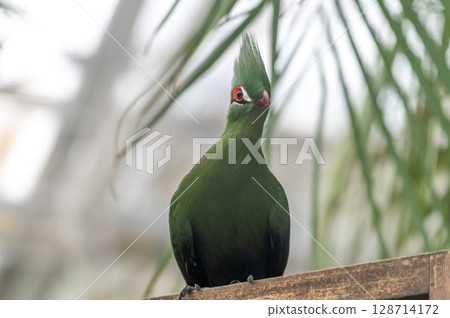 Bright green turaco | A tropical bird with a striking beautiful crest Bright green turaco | A tropical bird with a striking beautiful crest 128714172