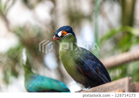 Bright green turaco | A tropical bird with a striking beautiful crest 128714173