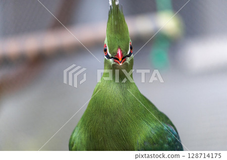 Bright green turaco | A tropical bird with a striking beautiful crest Bright green turaco | A tropical bird with a striking beautiful crest 128714175