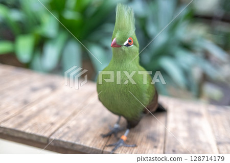 Bright green turaco | A tropical bird with a striking beautiful crest 128714179