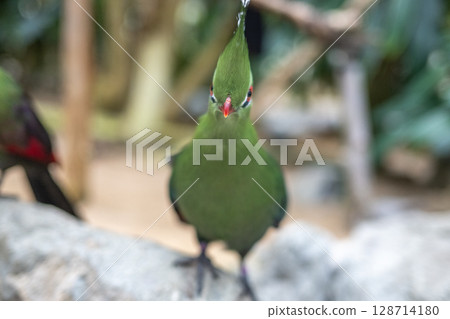 Bright green turaco | A tropical bird with a striking beautiful crest 128714180
