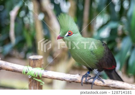 Bright green turaco | A tropical bird with a striking beautiful crest 128714181