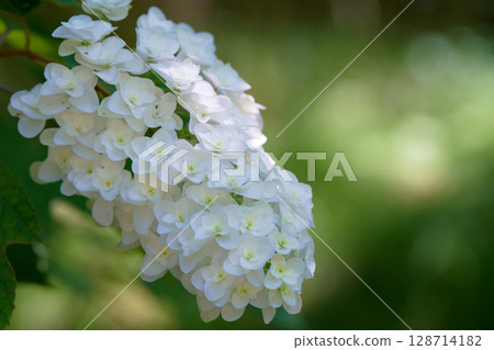 Kashiwaba hydrangea Kashiwaba hydrangea 128714182