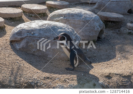 洪堡企鵝的可愛行為(水族館) 洪堡企鵝的可愛行為(水族館) 128714416