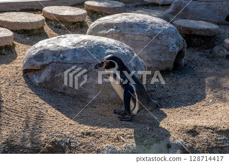 洪堡企鵝的可愛行為（水族館） 128714417