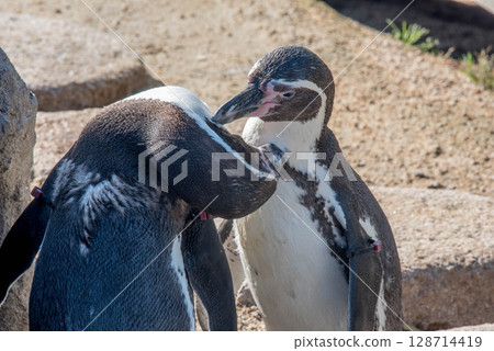 洪堡企鵝的可愛行為（水族館） 128714419