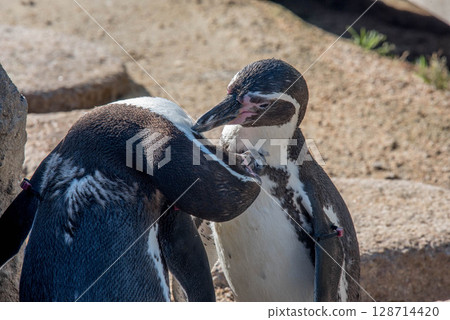 洪堡企鵝的可愛行為（水族館） 128714420