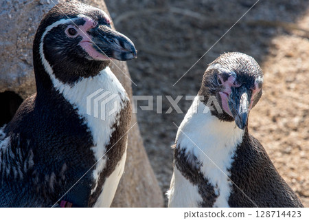 The adorable behavior of Humboldt penguins (Aquarium) 128714423