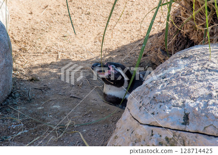 洪堡企鵝的可愛行為（水族館） 128714425