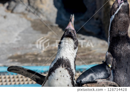The adorable behavior of Humboldt penguins (Aquarium) The adorable behavior of Humboldt penguins (Aquarium) 128714428
