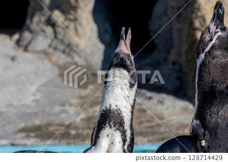 The adorable behavior of Humboldt penguins (Aquarium) The adorable behavior of Humboldt penguins (Aquarium) 128714429