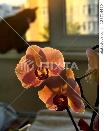 Orchid Flowers with Cat Silhouette at Sunset Orchid Flowers with Cat Silhouette at Sunset 128714430
