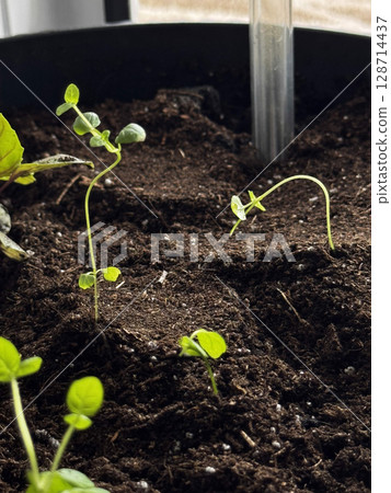 Young Seedlings Growing in Potting Soil Indoors Young Seedlings Growing in Potting Soil Indoors 128714437