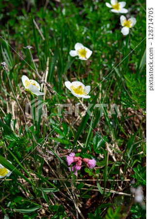 Aleutiana and Iwakagami blooming in Tateyama Midagahara Aleutiana and Iwakagami blooming in Tateyama Midagahara 128714705