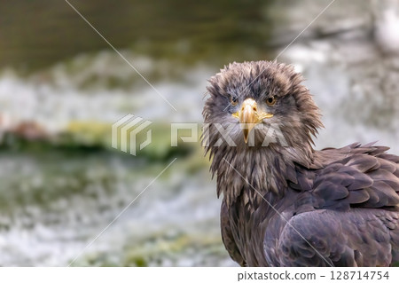 Closeup portrait of osprey in wildlife. 128714754