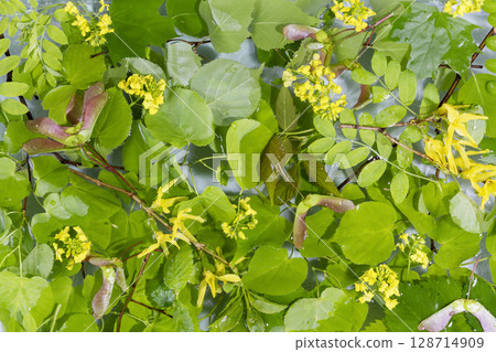 Green summer nature background with wild plant on a water surface. Midsummer day background, Ligo, Ivan Kupala. Summer holidays. Summer Solstice Day Green summer nature background with wild plant on a water surface. Midsummer day background, Ligo, Ivan Kupala. Summer holidays. Summer Solstice Day 128714909