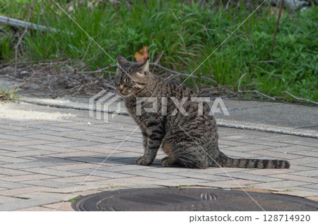 The lives of island cats: A peaceful daily life in the back alleys The lives of island cats: A peaceful daily life in the back alleys 128714920