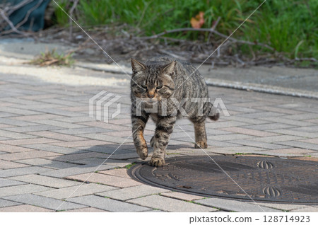 The lives of island cats: A peaceful daily life in the back alleys The lives of island cats: A peaceful daily life in the back alleys 128714923