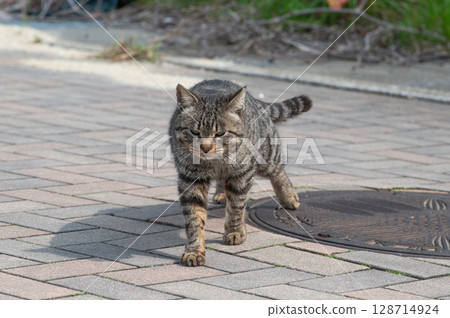 The lives of island cats: A peaceful daily life in the back alleys The lives of island cats: A peaceful daily life in the back alleys 128714924