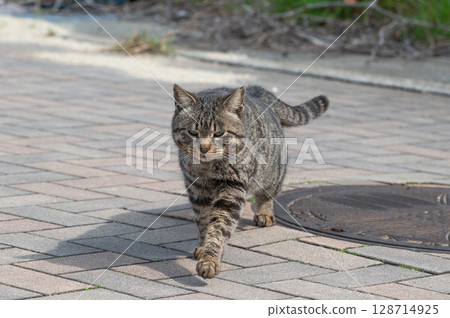 The lives of island cats: A peaceful daily life in the back alleys 128714925