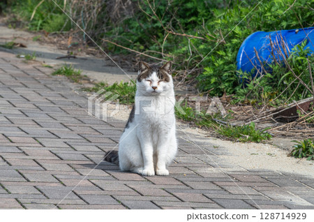 The lives of island cats: A peaceful daily life in the back alleys 128714929