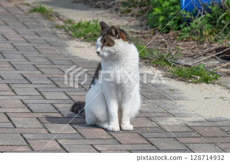 The lives of island cats: A peaceful daily life in the back alleys 128714932