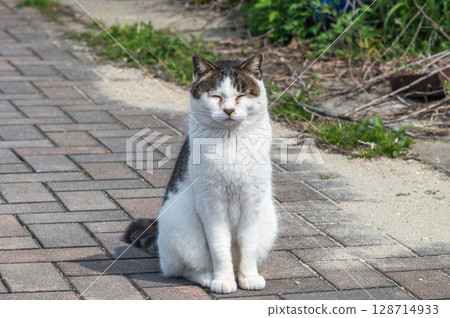 The lives of island cats: A peaceful daily life in the back alleys 128714933