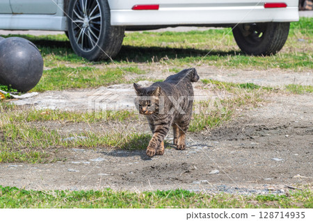 The lives of island cats: A peaceful daily life in the back alleys 128714935