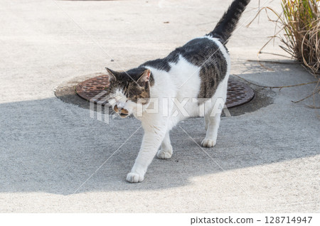 The lives of island cats: A peaceful daily life in the back alleys 128714947