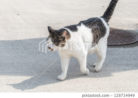 The lives of island cats: A peaceful daily life in the back alleys 128714949