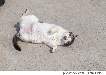 島貓的生活：小巷裡的平靜日常生活 128714953