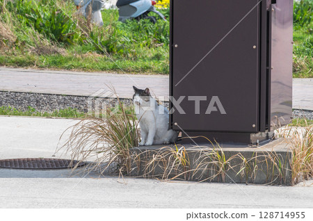 島貓的生活：小巷裡的平靜日常生活 128714955