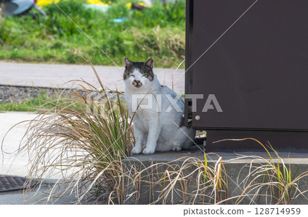 The lives of island cats: A peaceful daily life in the back alleys The lives of island cats: A peaceful daily life in the back alleys 128714959