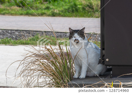 The lives of island cats: A peaceful daily life in the back alleys The lives of island cats: A peaceful daily life in the back alleys 128714960